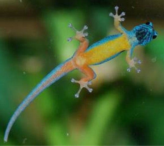 african dwarf gecko