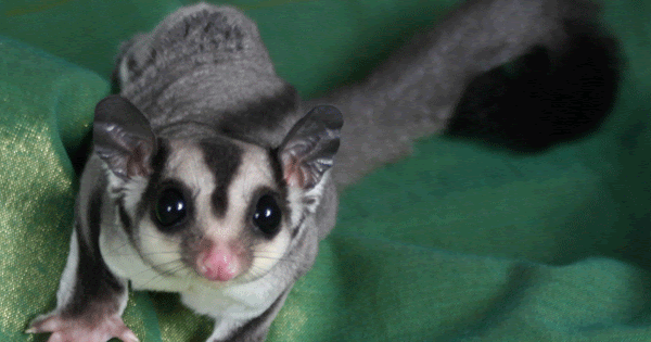 Multi-Dimensional Me: Stink Bugs and Sugar Gliders