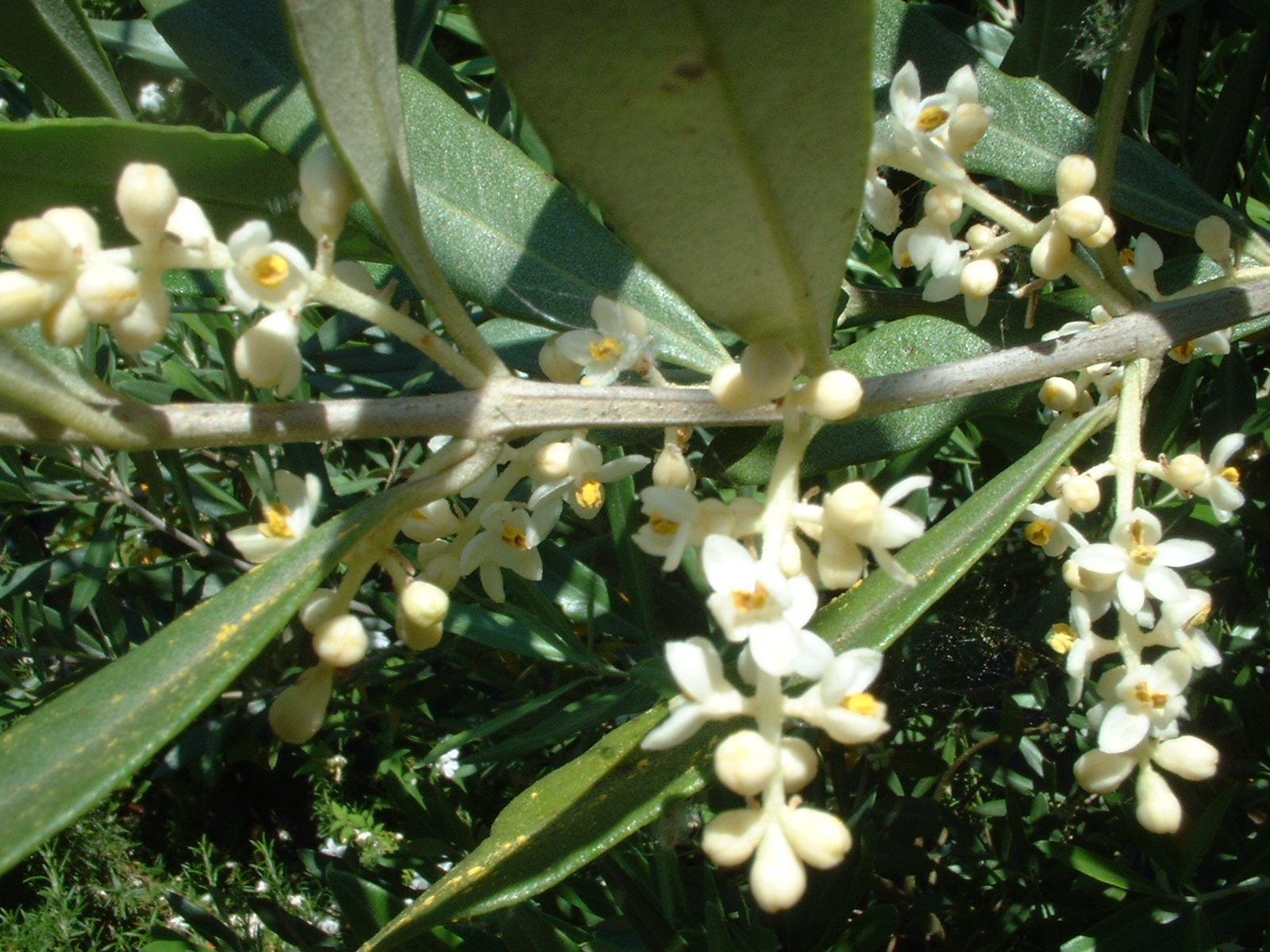 Life on the Edge: Blooming Olives: my Ode to the Olive Tree