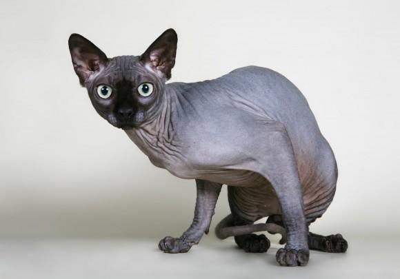 GATO SPHYNX