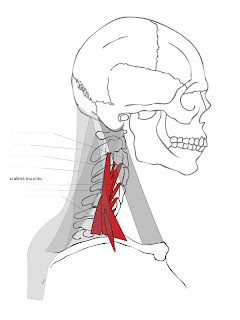 Paint Draw Paint, Learn to Draw: Drawing Basics: Anatomy of the neck