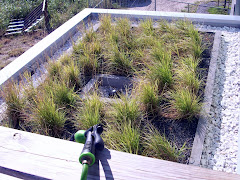 partial 'living roof' at the GG house