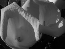 Calla Lilies and Light