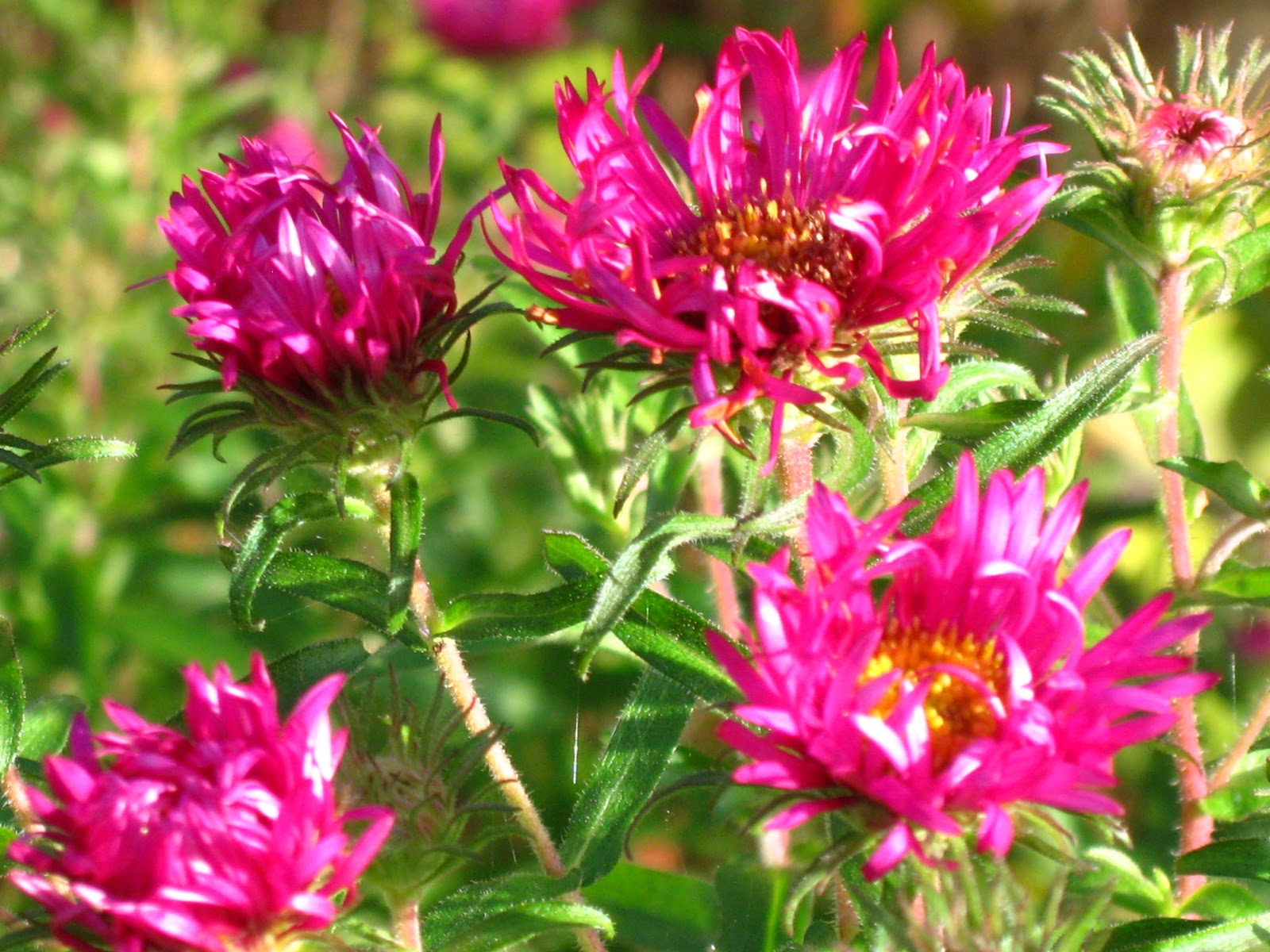 Blomsterbo: oktober 2010