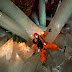 La cueva de los cristales, el lugar más mortífero de la tierra