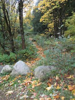 tiger mountain cable line hikingwithmybrother