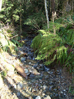 taylor mountain forest hikingwithmybrother