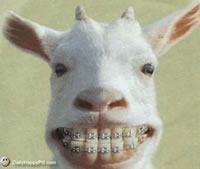 funny-goat.gif