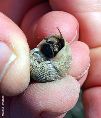 Marsh Periwinkle Snail Facts