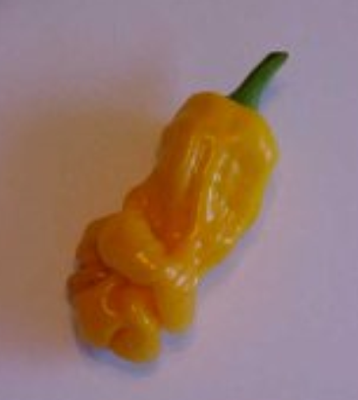 A Really "Hot" Pepper Yellow+pepper
