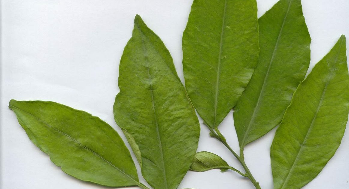 La Flora en España Naranjo dulce