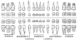 teeth basic information about teeth tooth morphology
