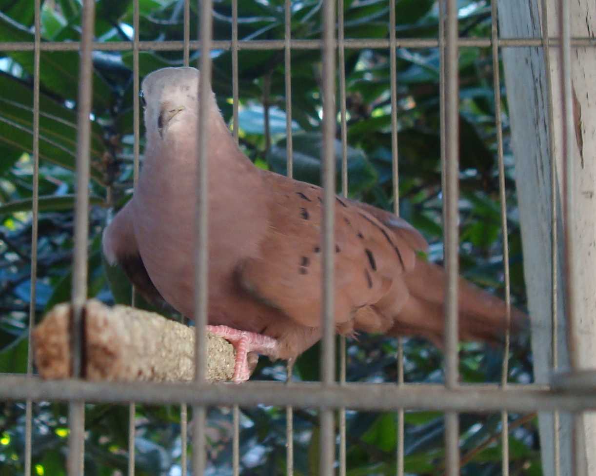 Eu Conheci O Dr Eduardo Simonato Rolinha Da Asa Quebrada