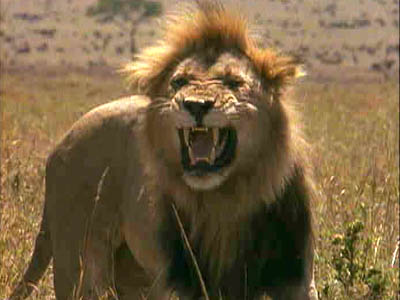 Mean Lion
