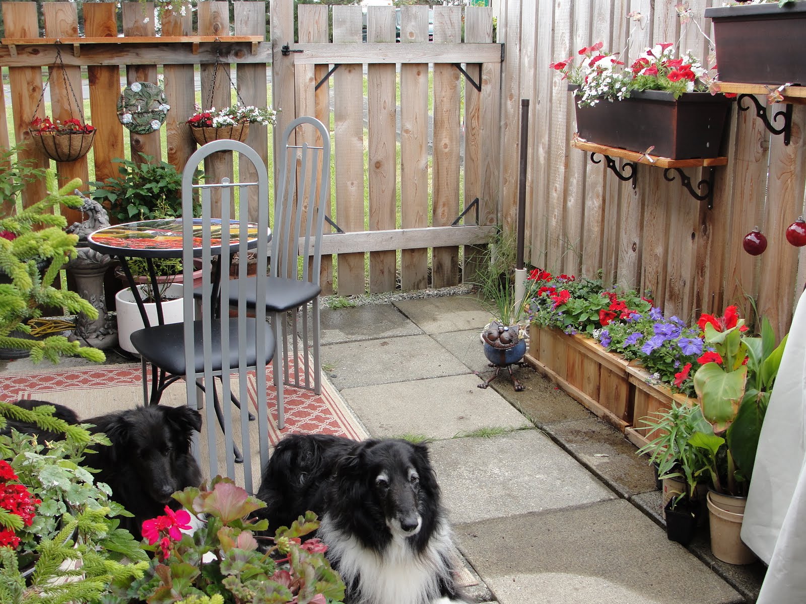 My life with the critters Confessions of a Patio Gardener