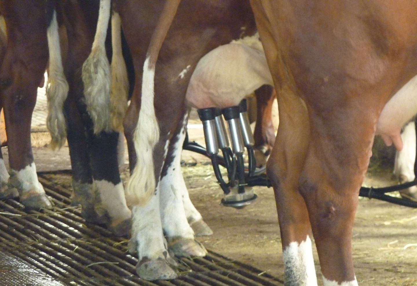 milking cows is my civic duty essay milking cows is my civic duty essay