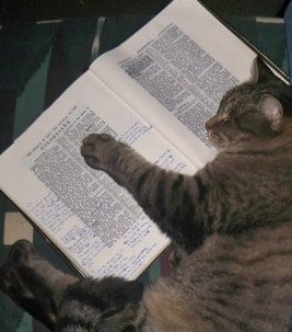 Bible Cat