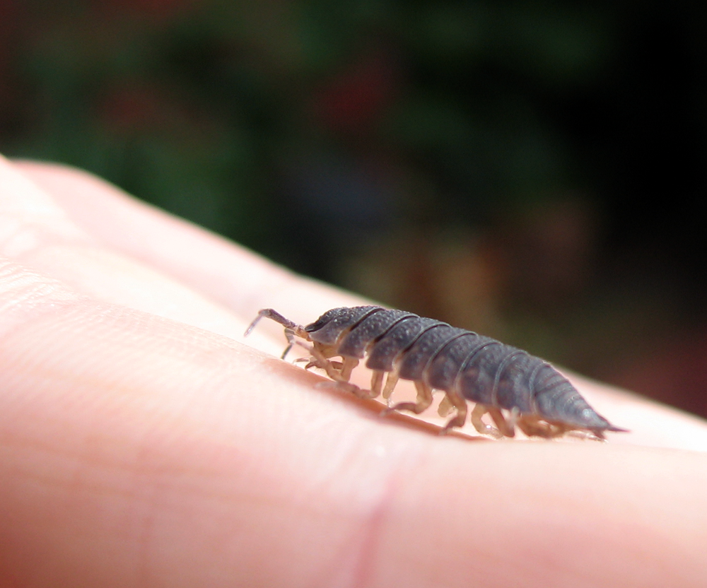 [pill+bug.png]