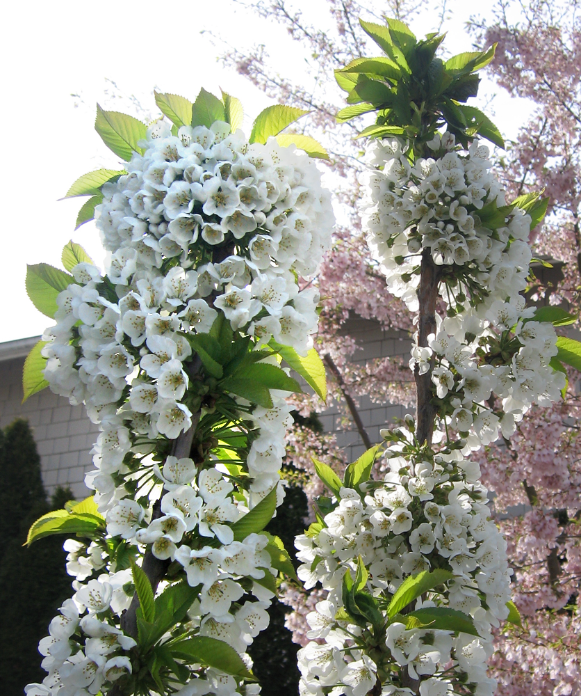 [rainier+blossom+open.png]