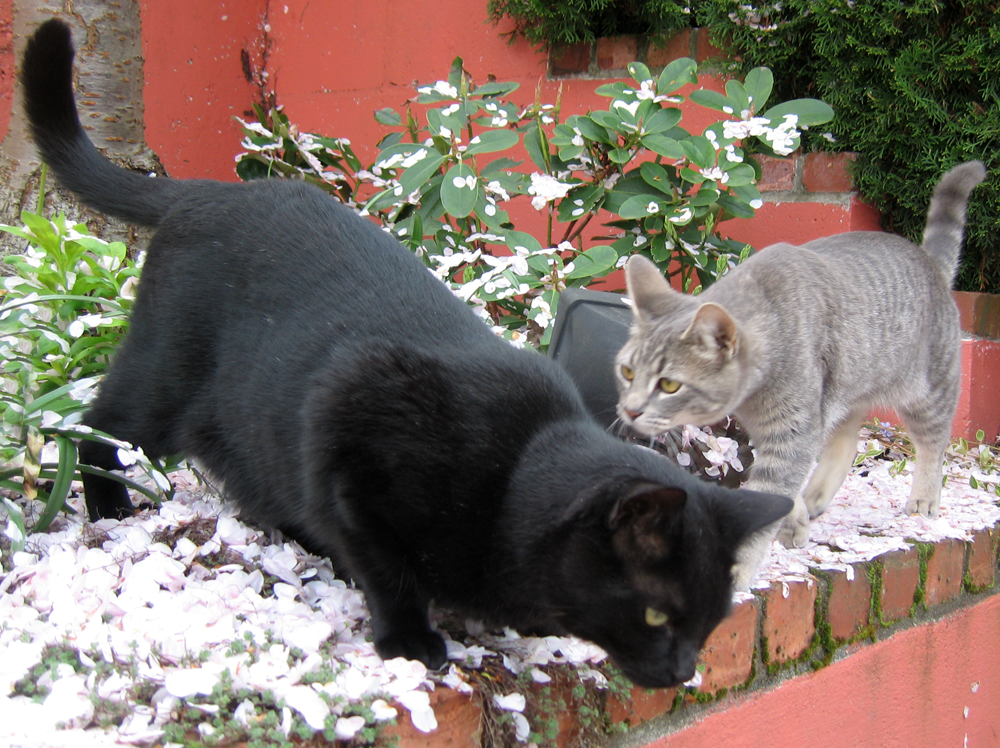 [cats.png]