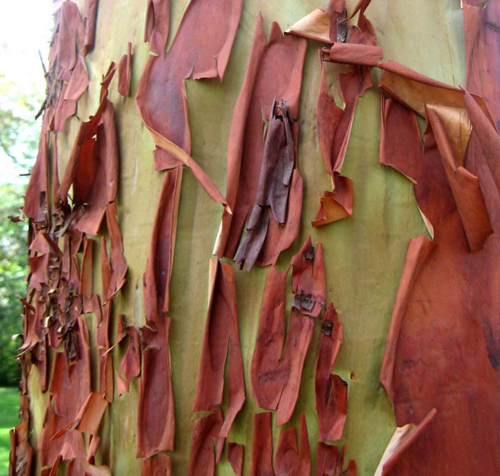 [arbutus7.jpg]