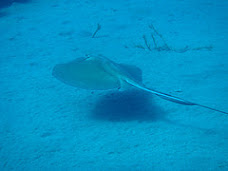 ray at Saba