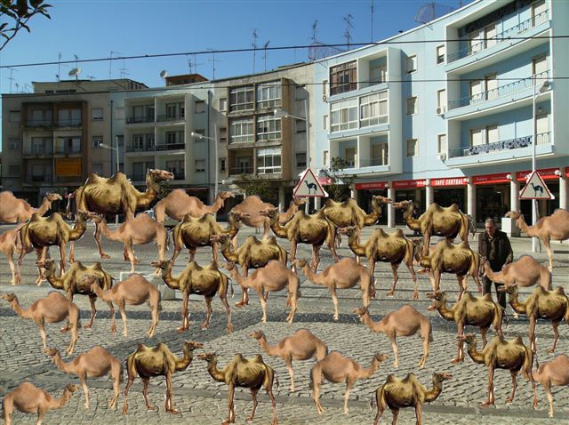 [Camelos+PR+F+Hot.jpeg]