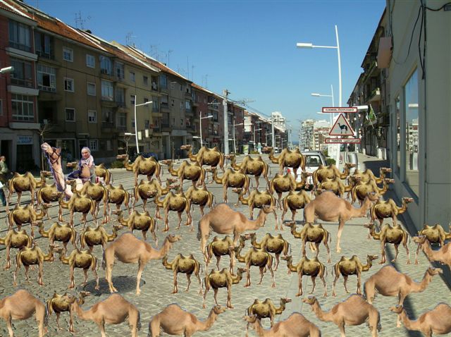 [Camelos+AF+F+Hot.jpeg]