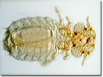 [trichodectescanis2.jpg]