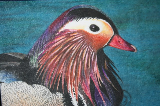 Nicole Lombardo: Colored pencil drawing of duck