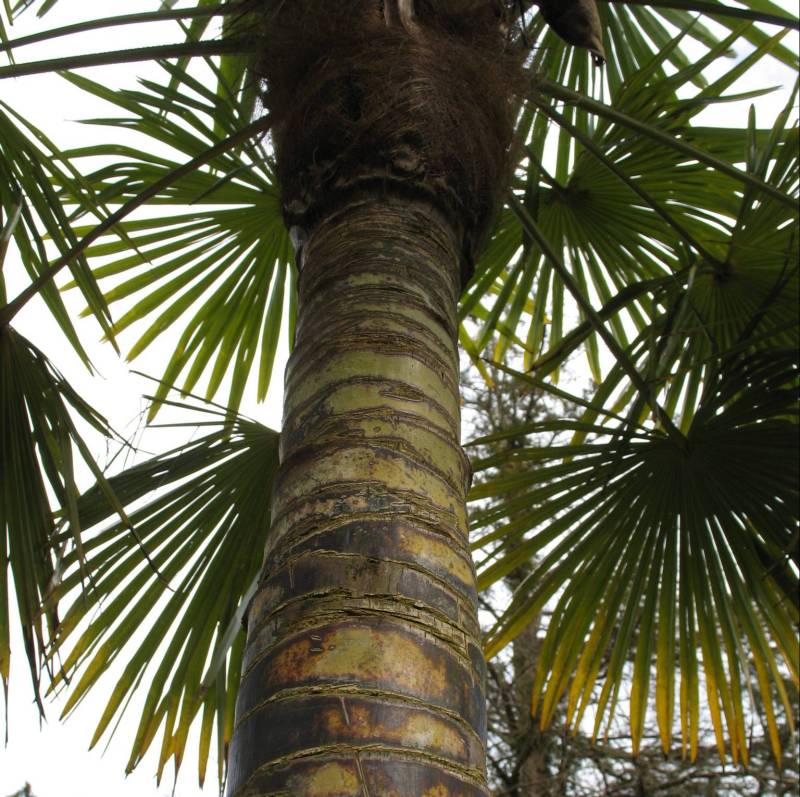 [13+palm+tree+sm.jpg]