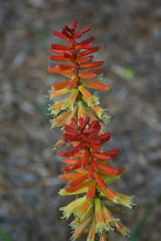 Red Hot Pokers