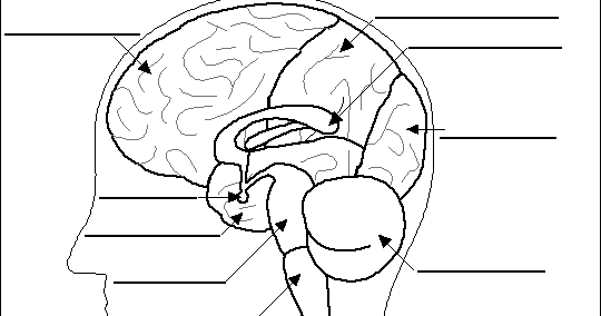 Exploring the Human Brain: How you will be graded (Assessment)