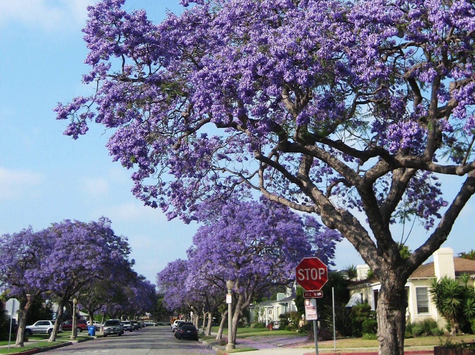 Tree Purple Flowers