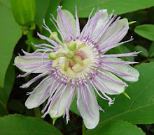 mandalas en la naturaleza