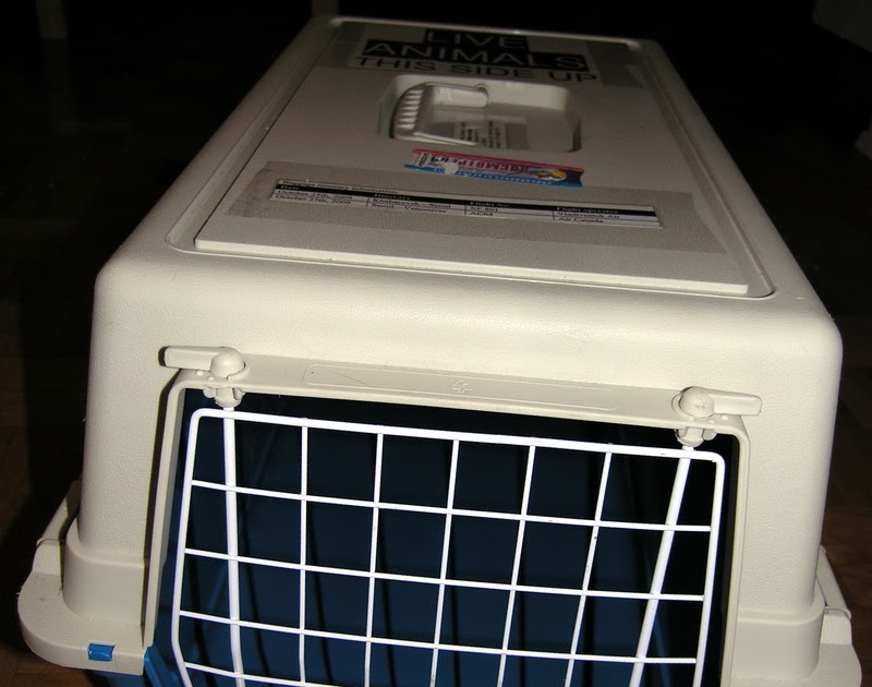 Мечты о Канаде дневник иммиграции в Канаду с "нуля" Перевозка кошек в