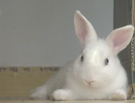 CONEJO POLISH ENANO Conejos y conejos Enanos