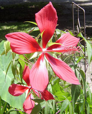 Texas Star flower. Posted by Jim Klenke at 6:12 AM