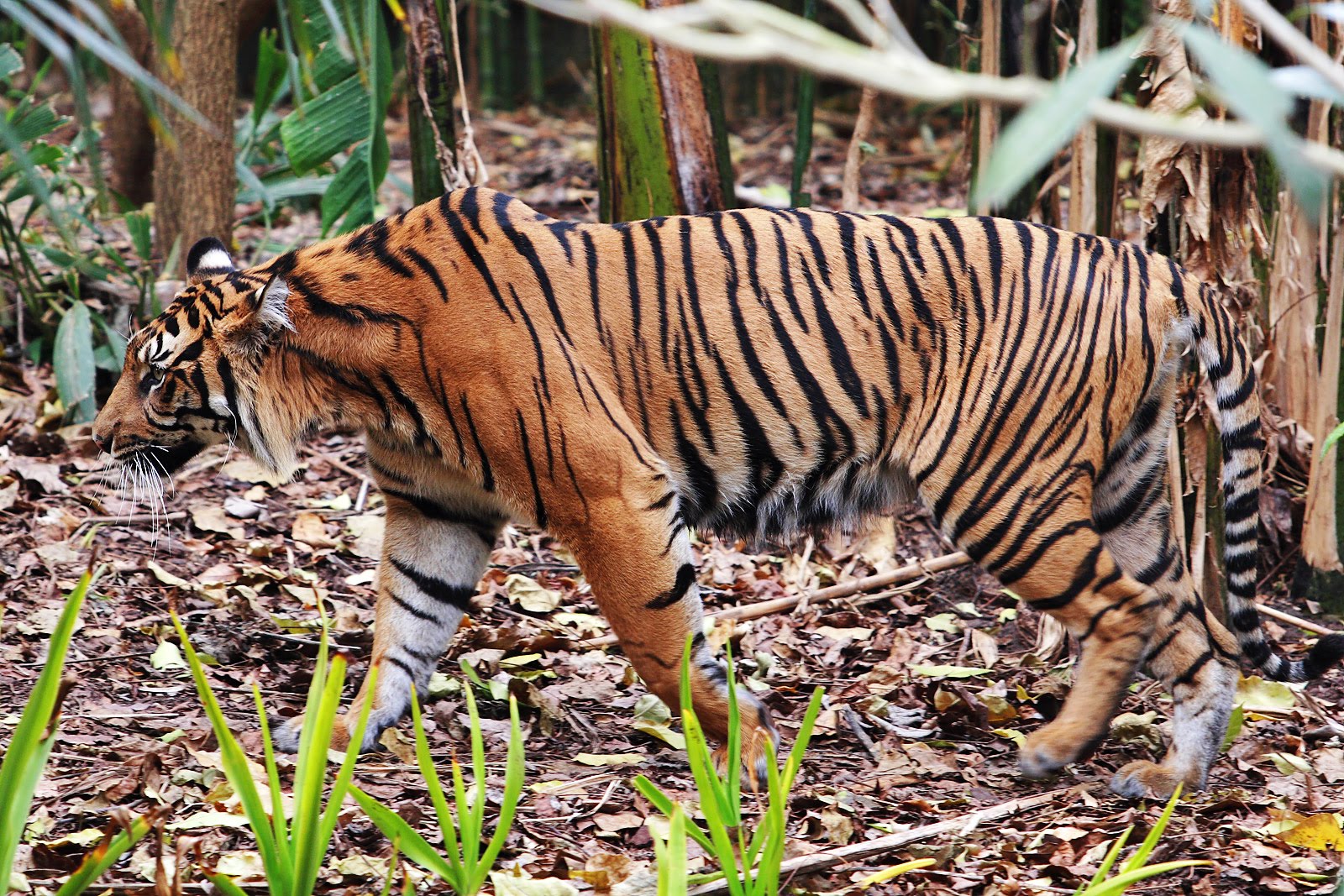 Harimau Sumatran