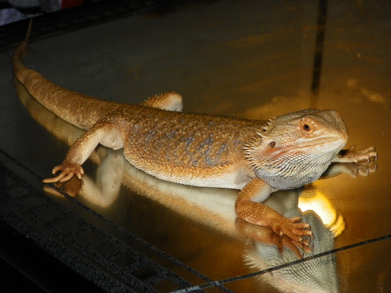 hypo-trans-leatherback-bearded-dragon1.jpg