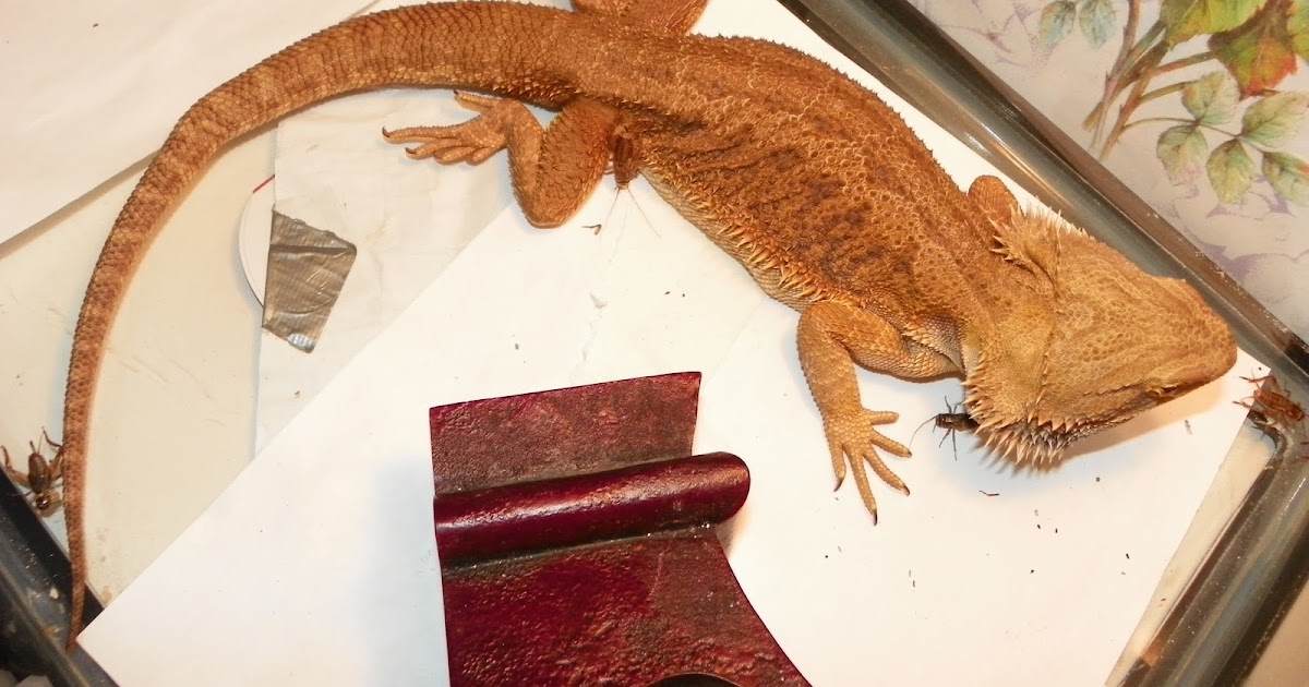 hybrid-bearded-dragon-colors.jpg
