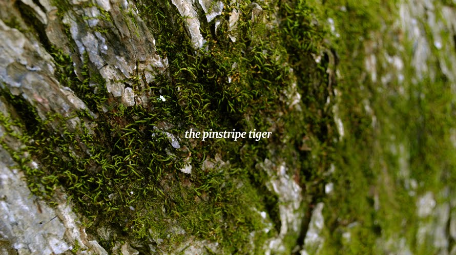 the pinstripe tiger