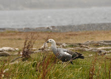 Goosey making haste while the wind blows