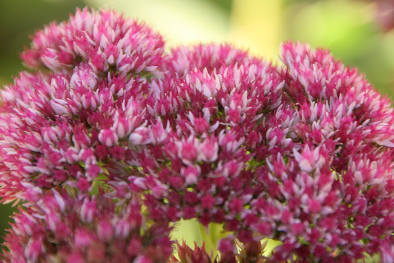 Composition Life Sedum, Stonecrop, and Live Forever