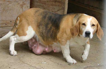 Inhumane Slaughter