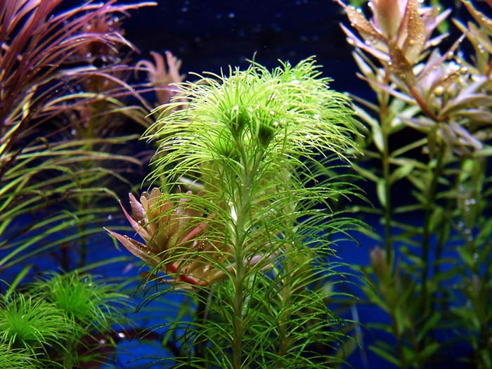 marine aquarium plants marine aquarium plants