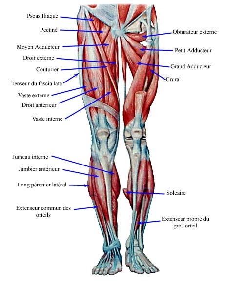 Human body: Muscles
