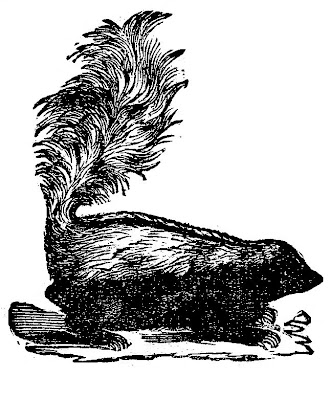 vintage clip art skunk