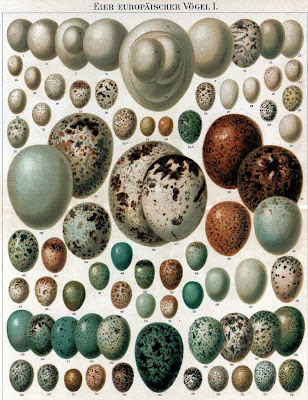 Vintage C*pyright Free Clip Art - Birds Eggs