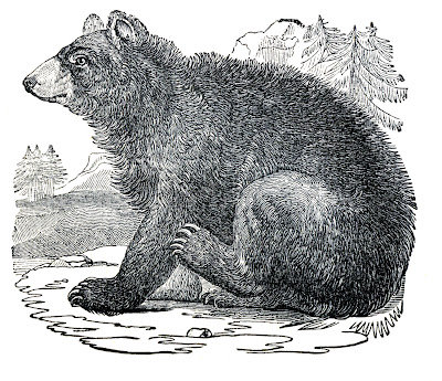 black bear clip art